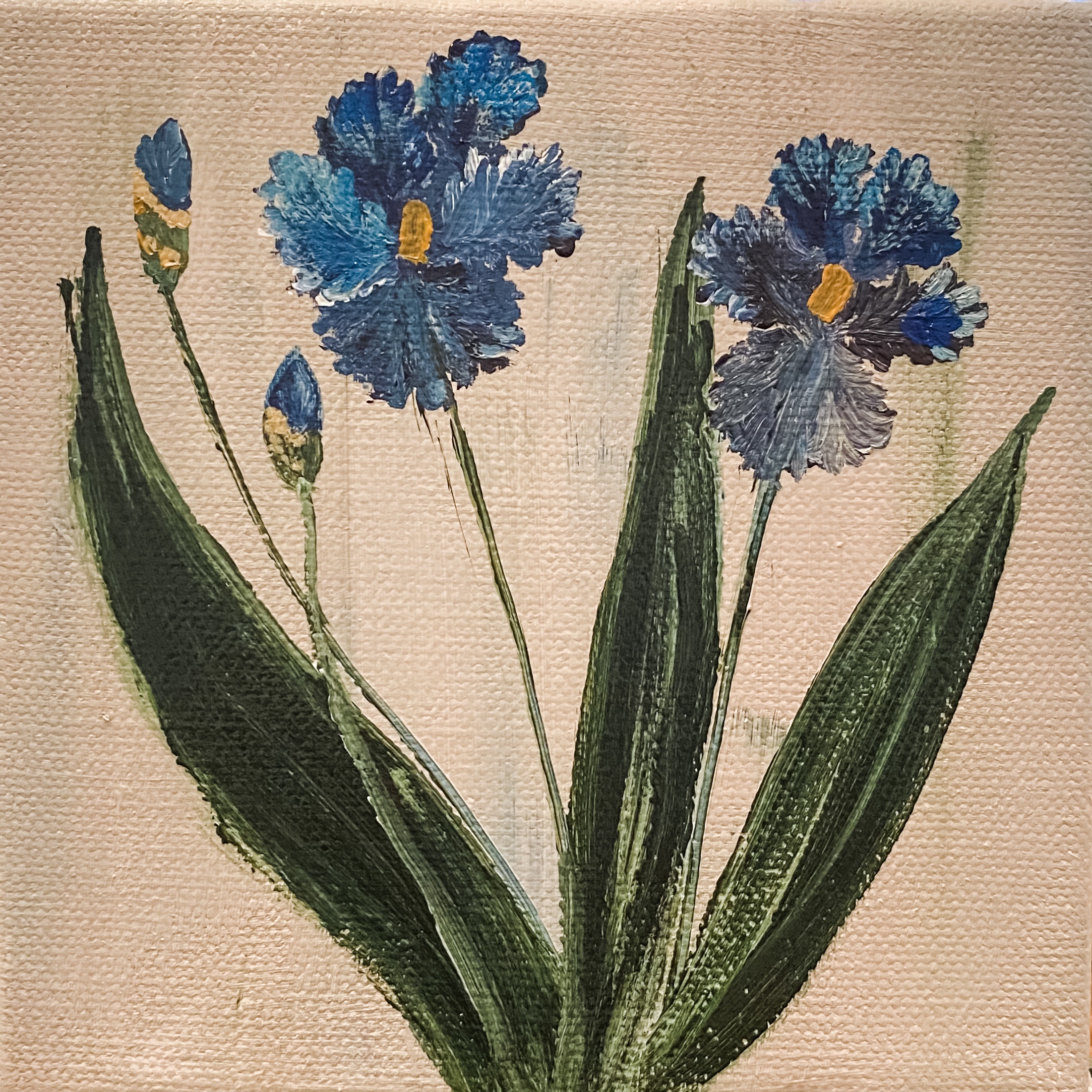 Blue Bearded Irises
